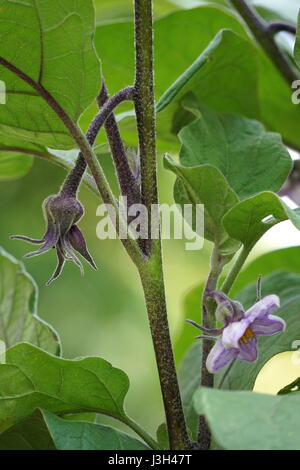 Anbau von Gemüse, Blüte der chinesischen/asiatischen Auberginen (Solanum Melongena) Stockfoto