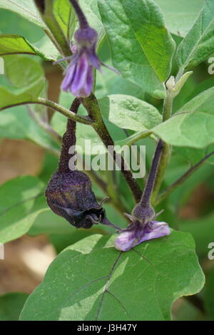 Anbau von Gemüse, Blüte der chinesischen/asiatischen Auberginen (Solanum Melongena) Stockfoto