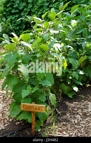 Anbau von Gemüse, chinesische/asiatische Auberginen (Solanum Melongena) Stockfoto