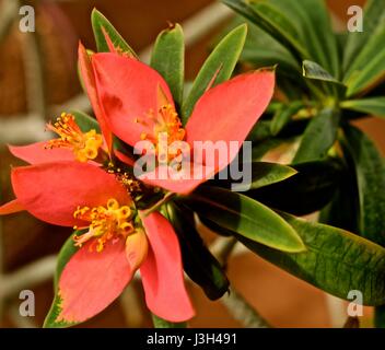 Wüstenrose ist eine Pflanze, die ursprünglich aus Afrika und der arabischen Halbinsel. Mit bunten Blumen werden sie häufig für Bonsai verwendet. Stockfoto