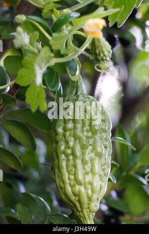 Wachsendes Gemüse, bitter Melonen Rebe hängen Stockfoto