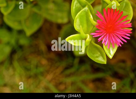 Schöne nachgestellte saftige Herz Blatt Iceplant mit stacheligen brillant rosa Blume. AKA, Aptenia Cordifolia... Stockfoto