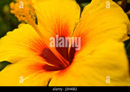 Nahaufnahme von der gelben Hibiscus, traditionell getragen durch hawaiianische Mädchen hinter dem Ohr, um festzustellen, ob sie in einer Beziehung sind. Stockfoto