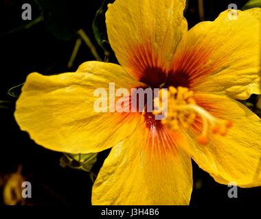 Nahaufnahme von der gelben Hibiscus, traditionell getragen durch hawaiianische Mädchen hinter dem Ohr, um festzustellen, ob sie in einer Beziehung sind. Stockfoto