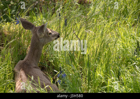 Schwarzschwanz-Hirsche (Odocoileus hemionus columbianus) hüten sich im üppigen Frühlingsgras. Stockfoto