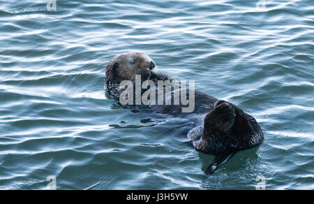 Kalifornien Sea Otter in Morro Bay auf der zentralen Kalifornien Küste USA Stockfoto