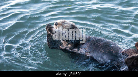 Kalifornien Sea Otter Rollen beim schweben in Morro Bay an der zentralen Küste von Kalifornien USA Stockfoto