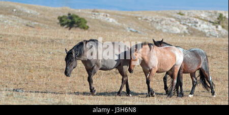 Band der wilden Wilden Pferde auf Sykes Grat in den Pryor Wild Horse Bergkette in Montana - Wyoming USA Stockfoto