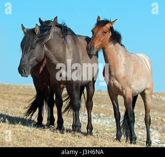 Band von Wildpferden auf Sykes Grat in den Pryor Wild Horse Bergkette in Montana - Wyoming USA Stockfoto