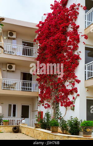 Weißer Wand mit geschweiften Zweige mit leuchtenden Bougainvillea-Blüten bedeckt. Feriendorf Bali, Rethymnon, Kreta, Griechenland Stockfoto