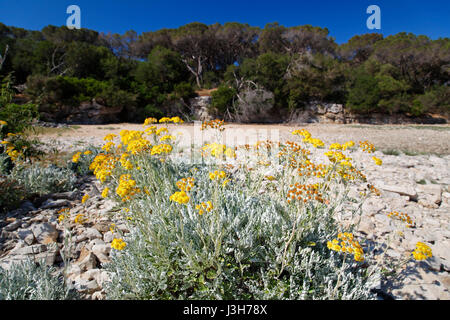 Jacobaea maritima, bekannt als Silber-Ragwort an der felsigen Küste von brijuni, Kroatien Stockfoto