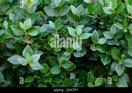 Nationalpark Brijuni Stockfoto