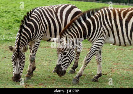 Zebras grasen auf dem Grasland im Nationalpark Brijuni, Kroatien Stockfoto