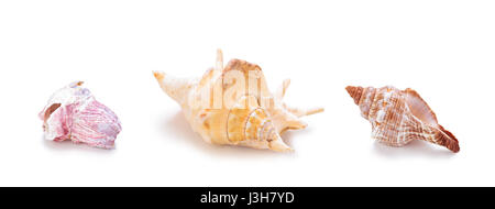 Sammlung von verschiedenen Meer Conch Muscheln in Folge. Isoliert auf weißem Hintergrund. Stockfoto