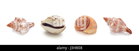 Sammlung von verschiedenen Meer Conch Muscheln in Folge. Isoliert auf weißem Hintergrund. Stockfoto