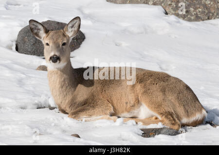 Weiß - angebundene Rotwild / Weißwedelhirsch (Odocoileus Virginianus) im Winter, im Schnee, vieles liegend, Grübeln, Yellowstone Area, Kalifornien, USA. Stockfoto