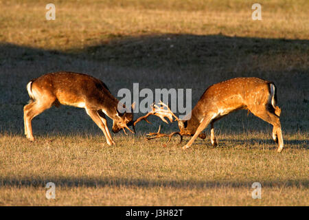 Hirsche kämpfen in Brijuni Nationalpark Stockfoto