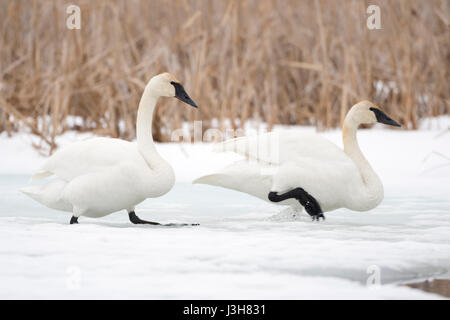 Trumpeter Schwäne (Cygnus Buccinator), paar im Winter auf dem Eis, zu Fuß ins kalte Wasser, Fluss, Grand-Teton-Nationalpark, Wyoming, USA eingefroren. Stockfoto