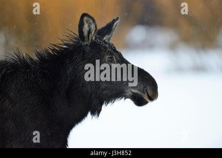 Elch / Elch (Alces Alces), Kopfschuss von einem jungen Kalb, Jugendkriminalität, Nahaufnahme an einem regnerischen Tag im Winter, Yellowstone Bereich Grand Teton NP, Wyoming, USA. Stockfoto