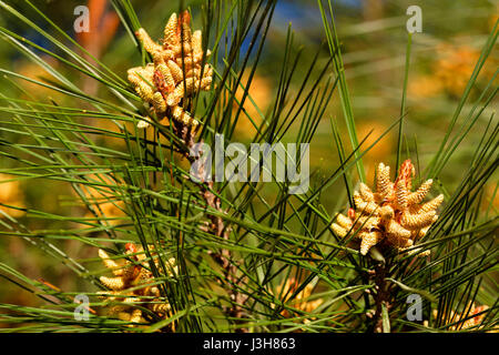 Kiefer Blume von Brijuni Nationalpark Stockfoto