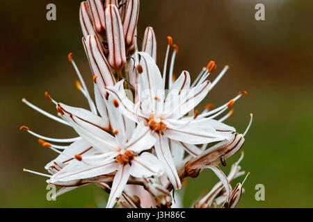 Blüten des Asphodelus ramosus, auch bekannt als verzweigter Asphodel aus Brijuni Stockfoto