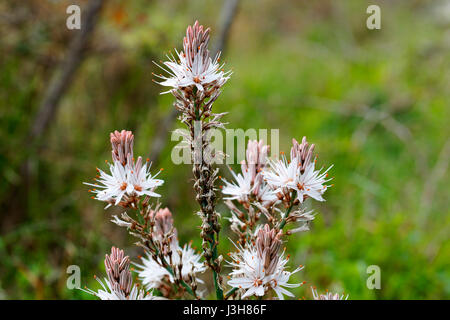 Blüten des Asphodelus ramosus, auch bekannt als verzweigter Asphodel aus Brijuni Stockfoto