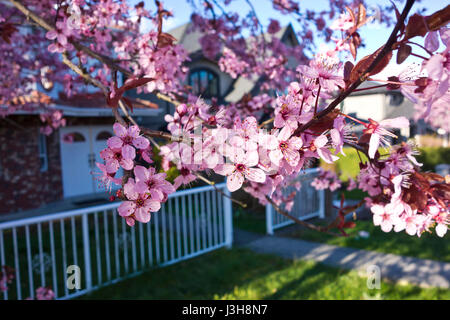 Nahaufnahme der Blüte Pflaume blüht vor einem Haus in Greater Vanouver, Kanada Stockfoto