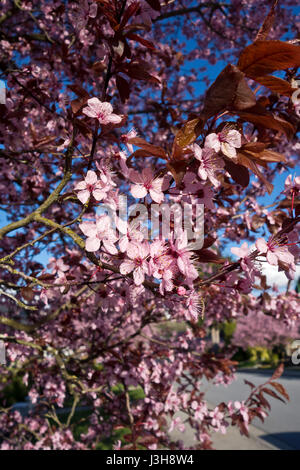 Pflaumenblüten auf einem Baum Blüte Stockfoto