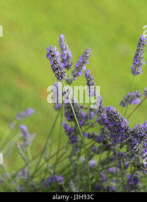 Viele Lila Lavendel Blumen mit einer sehr unscharfen Hintergrund Stockfoto