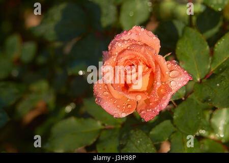 Nahaufnahme Foto Rose mit Wassertropfen Stockfoto