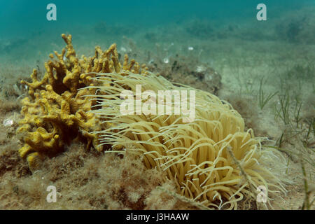 Snakelocks Anemone aus der Adria im Nationalpark Brijuni, Kroatien Stockfoto