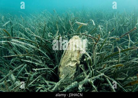 Die edle Panzerschale vom Meeresgrund der Adria im Brijuni-Nationalpark, Kroatien Stockfoto