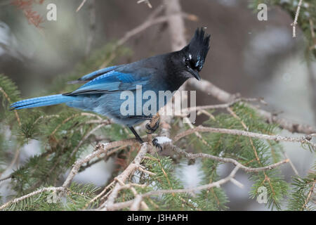 Steller's Jay (Cyanocitta Stelleri) im Winter, thront in einem Nadelbaum-Baum, gerade auf den Boden, neugierig, aufmerksam, Yellowstone, Montana, USA Stockfoto