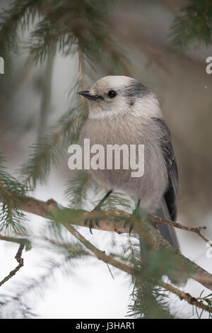 Grau-Jay (Perisoreus Canadensis) im Winter, thront in den Zweigen eines Baumes Nadelbaum, frontalen erschossen, Yellowstone-Nationalpark, Wyoming, USA. Stockfoto