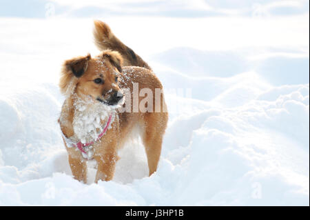 Ein Hund spielen im Schnee Stockfoto