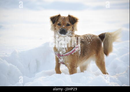 Ein Hund spielen im Schnee Stockfoto