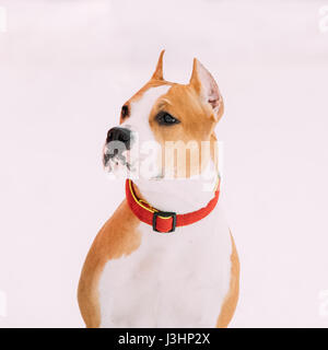 Schließen Sie Porträt der schönen Hund Amerikanischer Staffordshire-Terrier auf weißen Schnee Hintergrund Stockfoto
