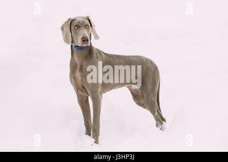 Wunderschöne Weimaraner Hund am Wintertag im Schnee stehen.  Großer Hund Nachzuchten für die Jagd. Die Weimaraner ist ein universell einsetzbares Jagdhund. Stockfoto