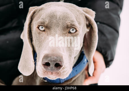 Porträt von wunderschönen Weimaraner Hund in der Nähe. Die Weimaraner ist ein universell einsetzbares Jagdhund. Stockfoto