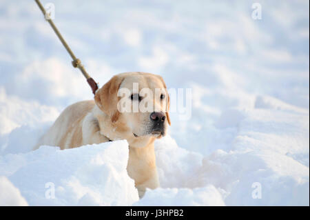 Ein Hund spielen im Schnee Stockfoto