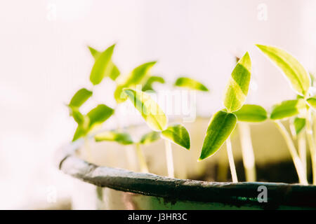 Gruppe junge Sprossen mit grünen Blatt oder Blätter wachsen aus dem Boden im alten Topf. Frühling-Konzept des neuen Lebens. Beginn der Vegetationsperiode. Anfang Frühling Stockfoto