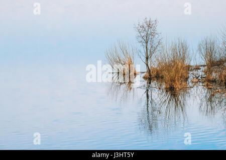 Feder Natur-Landschaft mit Bäumen Wald während einer Frühling-Flut im Wasser steht. Schöne Frühlingslandschaft mit Spiegelbild im Fluss, See oder Teich. S Stockfoto