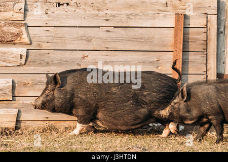 Zwei Haushalte schwarze Schweine im Hof laufen. Schweinehaltung ist Erziehung und Zucht von Hausschweinen. Es ist ein Zweig der Tierhaltung. Schweine sind Rais Stockfoto