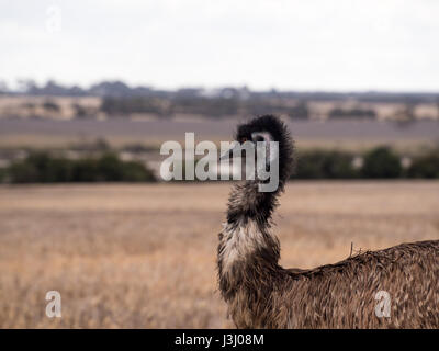 Emu auf einer Farm in Australien Stockfoto
