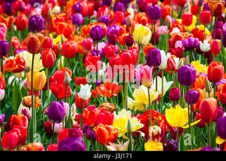 Bereich der Multi-farbigen Tulpen Stockfoto