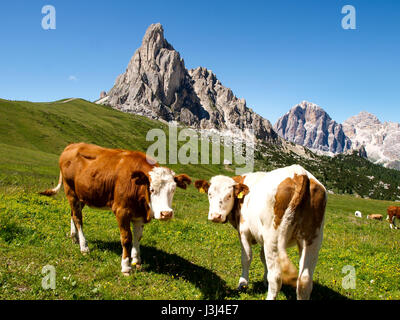 Dolomiten, Italien: Kühe grasen auf den Wiesen auf die Berglandschaft Stockfoto