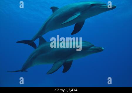 Indopazifischen großen Tümmler, Indopazifischer Großer Tümmler, Tursiops aduncus, Coraya Beach, Marsa Alam, Ägypten, Ägypten, Rotes Meer, Rotes Meer Stockfoto