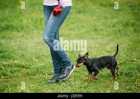 Schwarze Miniatur Pinscher Zwergpinscher, Min Pin zu Fuß in der Nähe von Frau Füße Outdoor im Frühlingspark der grünen Wiese. Spielerische Pet im freien Stockfoto