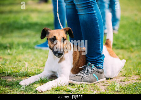 Nahaufnahme von Smooth Fox Terrier Hund sitzt in der Nähe von Frau Füße im grünen Wiese, im Park im freien Stockfoto