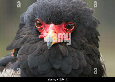 Foto Portrait einer Warnung suchen Bateleur Adler Stockfoto